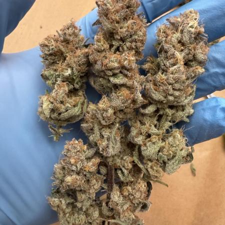 7th grow 1st HYDRO! Blue gelato by RQS