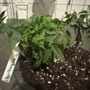 4th grow.Shining Silver Haze RQS