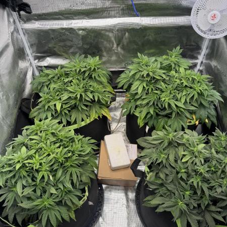 Second indoor grow!