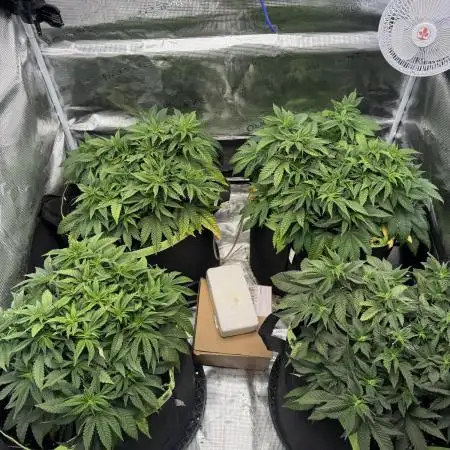 Second indoor grow!