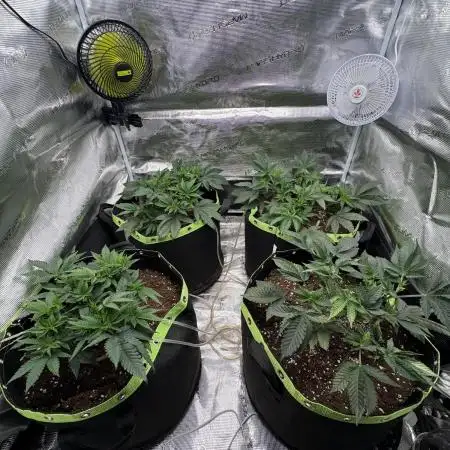 Second indoor grow!