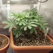 4th grow.Shining Silver Haze RQS