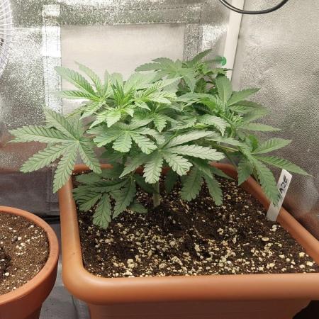 4th grow.Shining Silver Haze RQS