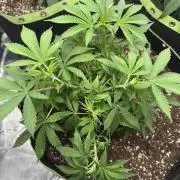 5th grow Biscotti by RQS