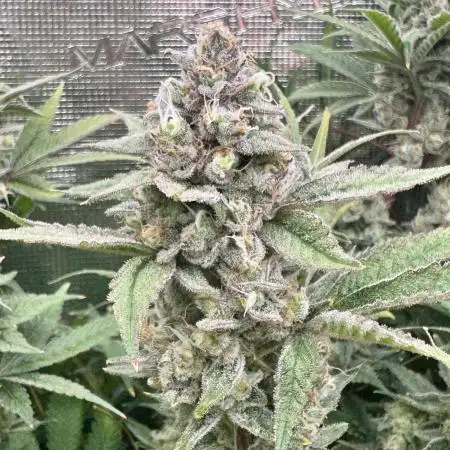 7th grow 1st HYDRO! Blue gelato by RQS