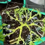 RQS White Widow 3Rd grow (low Budget)