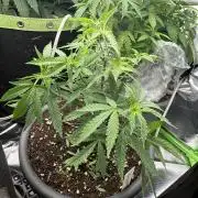 6th grow royal skywalker by RQS