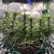 RQS White Widow 3Rd grow (low Budget)