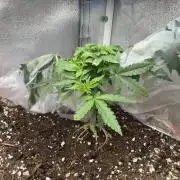 4th grow.Shining Silver Haze RQS