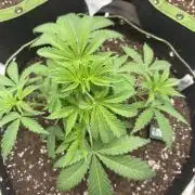 5th grow Biscotti by RQS