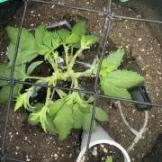 RQS White Widow 3Rd grow (low Budget)