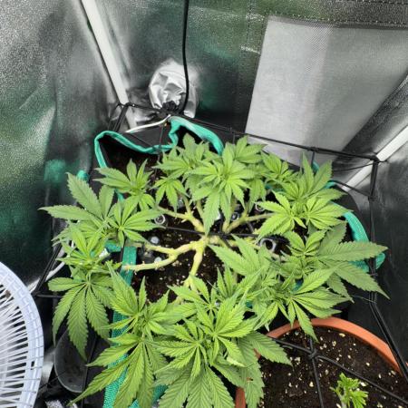 RQS White Widow 3Rd grow (low Budget)