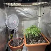 4th grow.Shining Silver Haze RQS