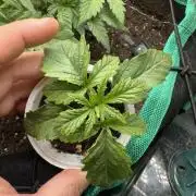 4th grow.Shining Silver Haze RQS