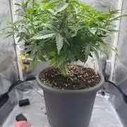 4th grow.Shining Silver Haze RQS