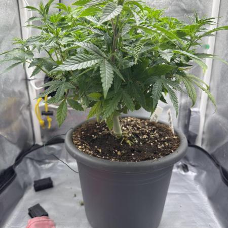 4th grow.Shining Silver Haze RQS
