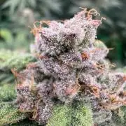 Mimosa evo Mother plant