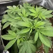 8th grow White widow by RQS big tent