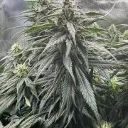 RQS White Widow 3Rd grow (low Budget)