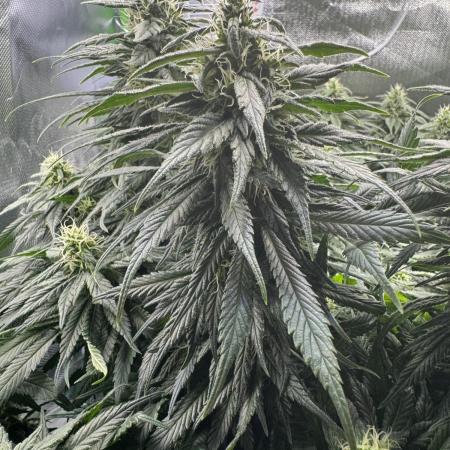 RQS White Widow 3Rd grow (low Budget)