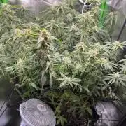 Gorilla zkittlez Barney's farm