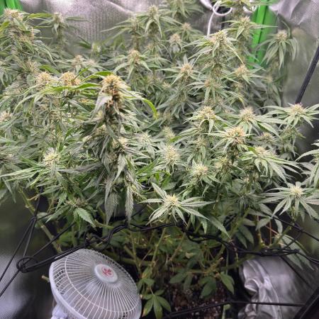 Gorilla zkittlez Barney's farm