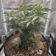 Mimosa evo Mother plant