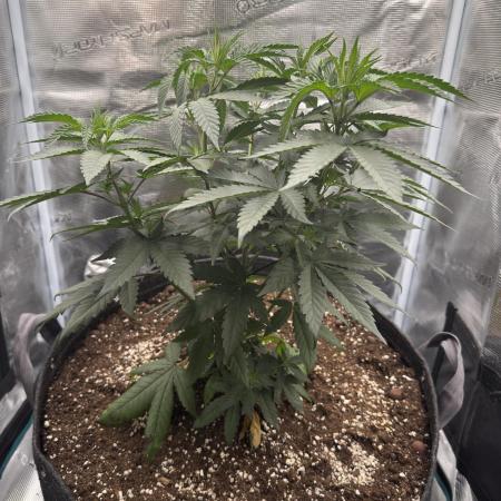 Mimosa evo Mother plant