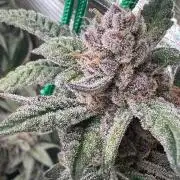 Barney's farm mimosa evo soil grow