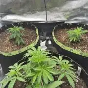 8th grow White widow by RQS big tent