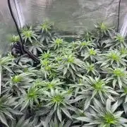 Mimosa evo Mother plant
