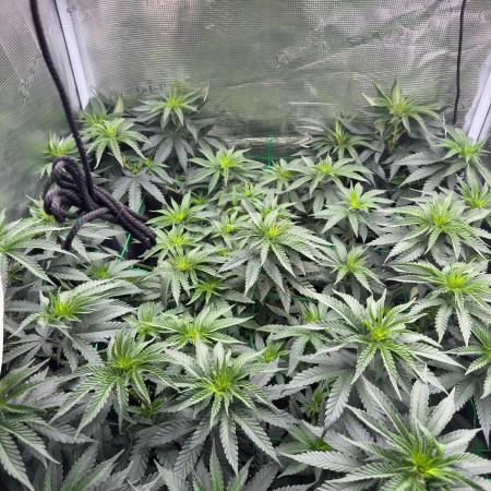 Mimosa evo Mother plant