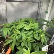 4th grow.Shining Silver Haze RQS