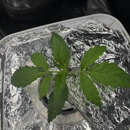 Grow no.9 tropicana cookies hydro