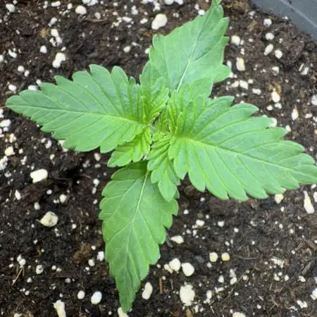 Second indoor grow!