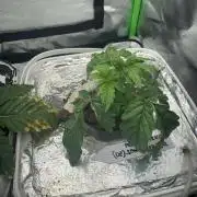 Permanent marker DWC