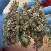 Gorilla zkittlez Barney's farm