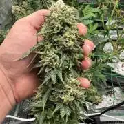 Grow no.9 tropicana cookies hydro
