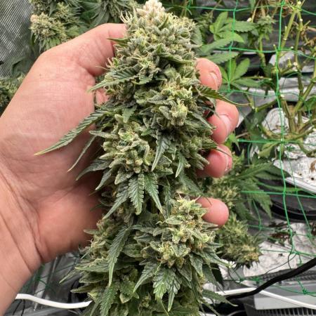 Grow no.9 tropicana cookies hydro