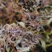 Banana Purple Punch RF3🍌👊