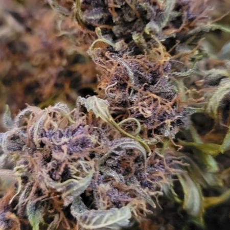 Banana Purple Punch RF3🍌👊