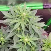 Strawberry Gorilla 🍓🌹