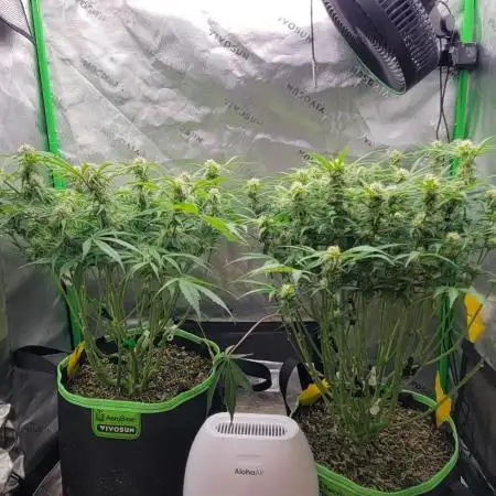 First full tent run two fast buds autos