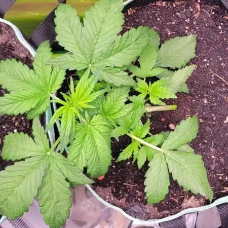 Strawberry Gorilla 🍓🌹