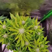 Strawberry Gorilla 🍓🌹