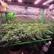 Gorilla Cookies FF-Fastbuds
