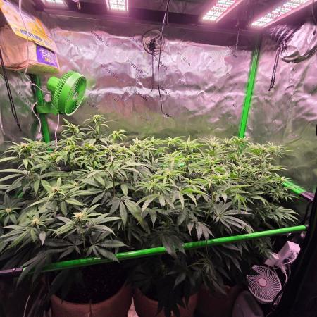 Gorilla Cookies FF-Fastbuds