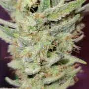 Grape Ape F1 Zamnesia