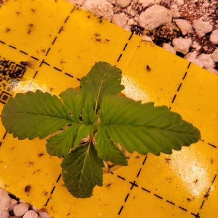 Banana Purple Punch RF3🍌👊