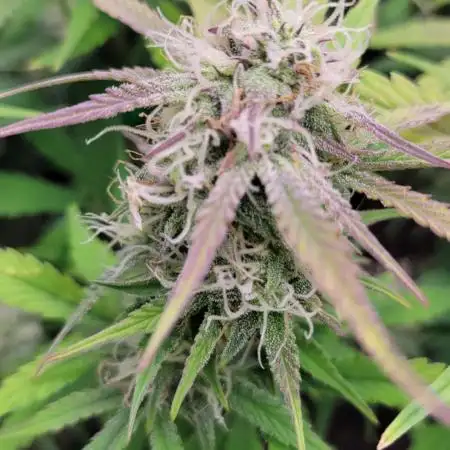 First full tent run two fast buds autos